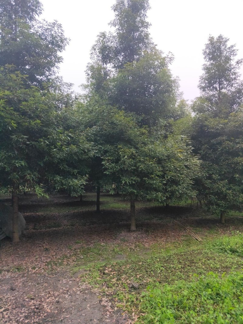 小叶桢楠金丝楠木桢楠生产基地直销优势大量出售中