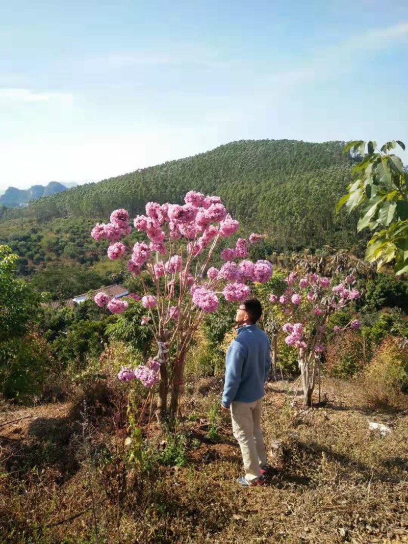 紫花风铃木苗多花紫花绣球多花风铃苗