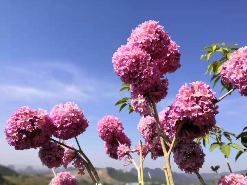 紫花风铃木苗多花紫花绣球多花风铃苗