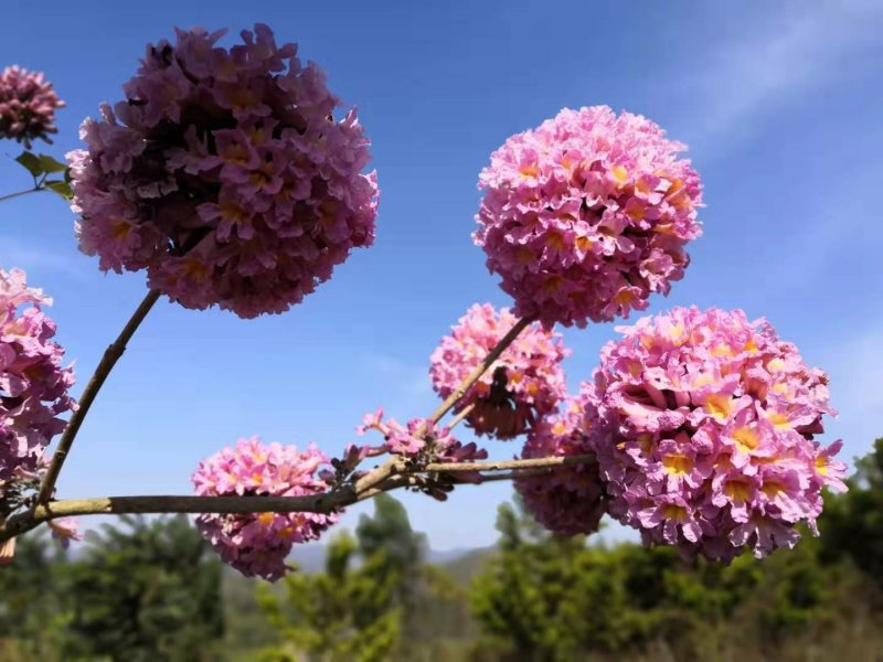紫花风铃木苗多花紫花绣球多花风铃苗