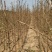 1-5年银杏树苗批发，大规格银杏树苗圃批发