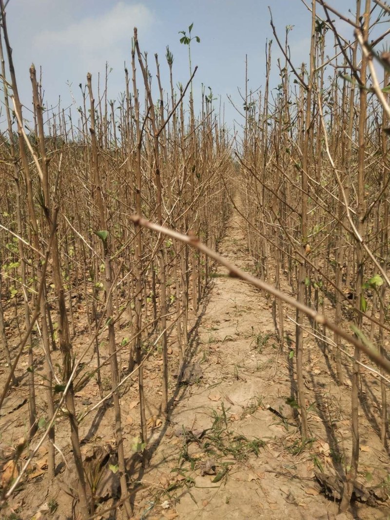 1-5年银杏树苗批发，大规格银杏树苗圃批发