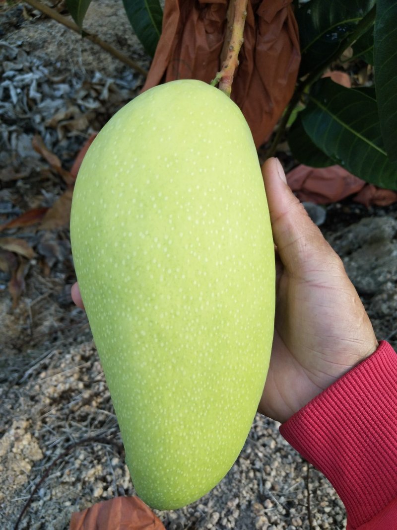来自北纬18度°海南三亚市-金煌芒果原产地直供