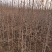 1-5年银杏树苗批发，大规格银杏树苗圃批发