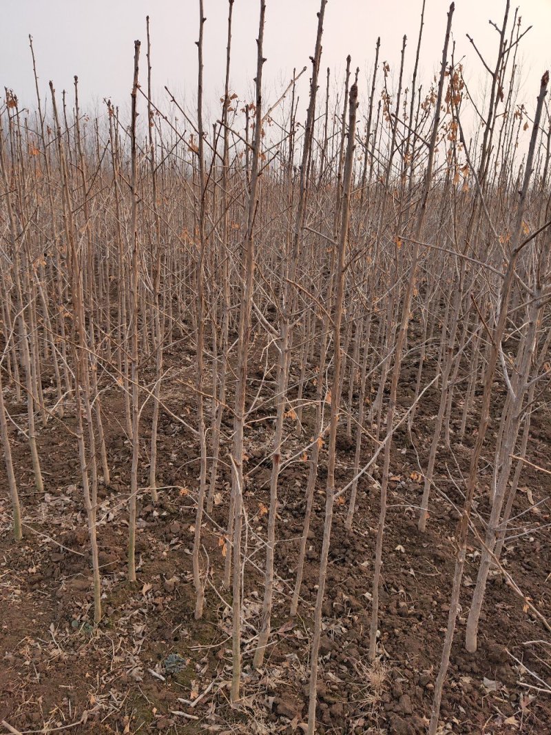 1-5年银杏树苗批发，大规格银杏树苗圃批发