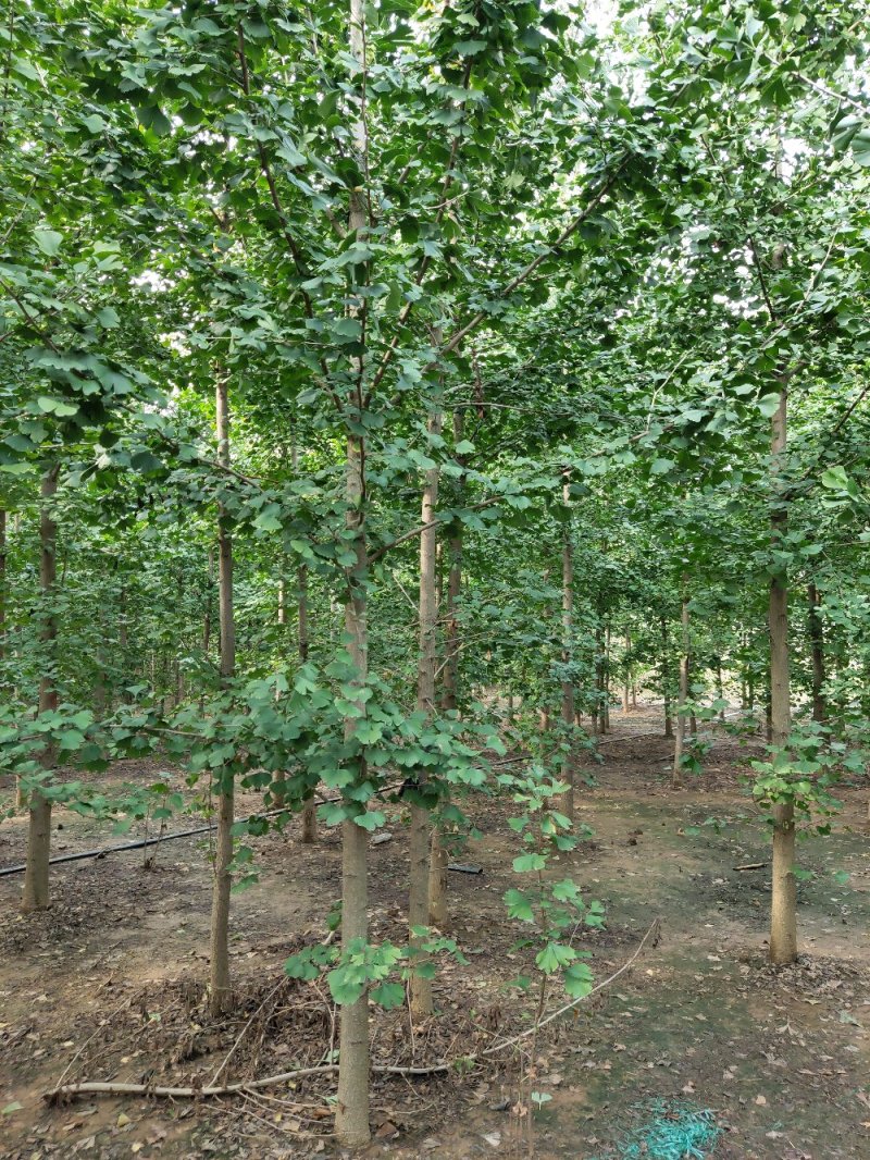 1-5年银杏树苗批发，大规格银杏树苗圃批发