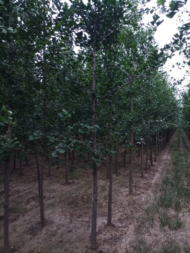 1-5年银杏树苗批发，大规格银杏树苗圃批发