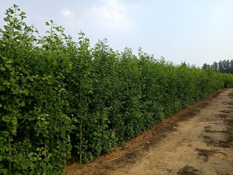 1-5年银杏树苗批发，大规格银杏树苗圃批发