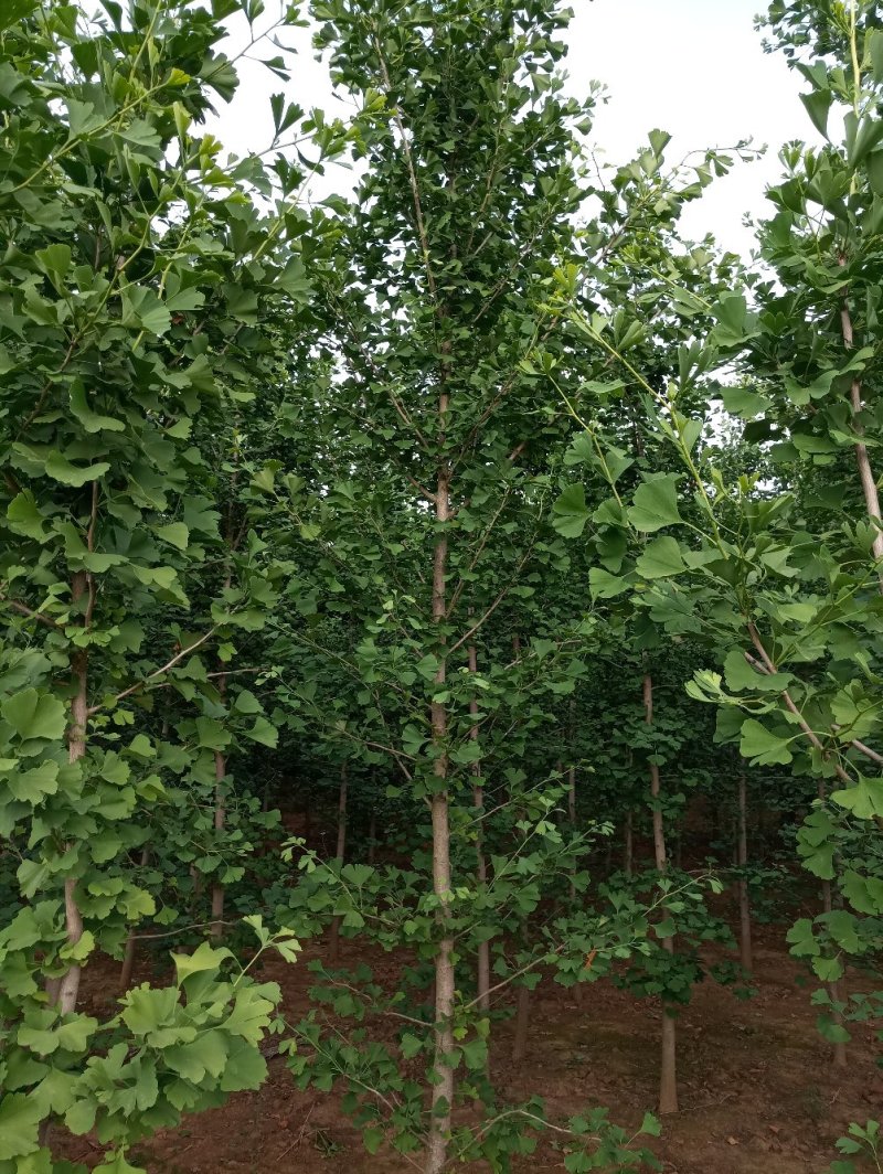 1-5年银杏树苗批发，大规格银杏树苗圃批发