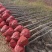 1-5年银杏树苗批发，大规格银杏树苗圃批发