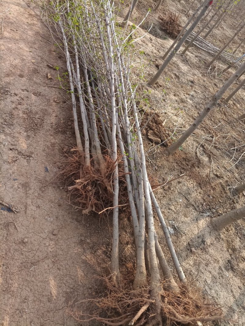 1-5年银杏树苗批发，大规格银杏树苗圃批发