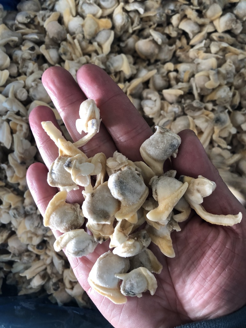 花蛤肉碎肉无沙干冰原汁原味有视频实拍