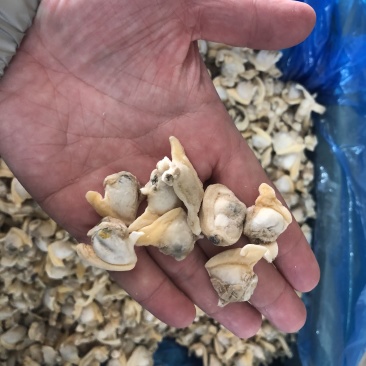 花蛤肉碎肉无沙干冰原汁原味有视频实拍