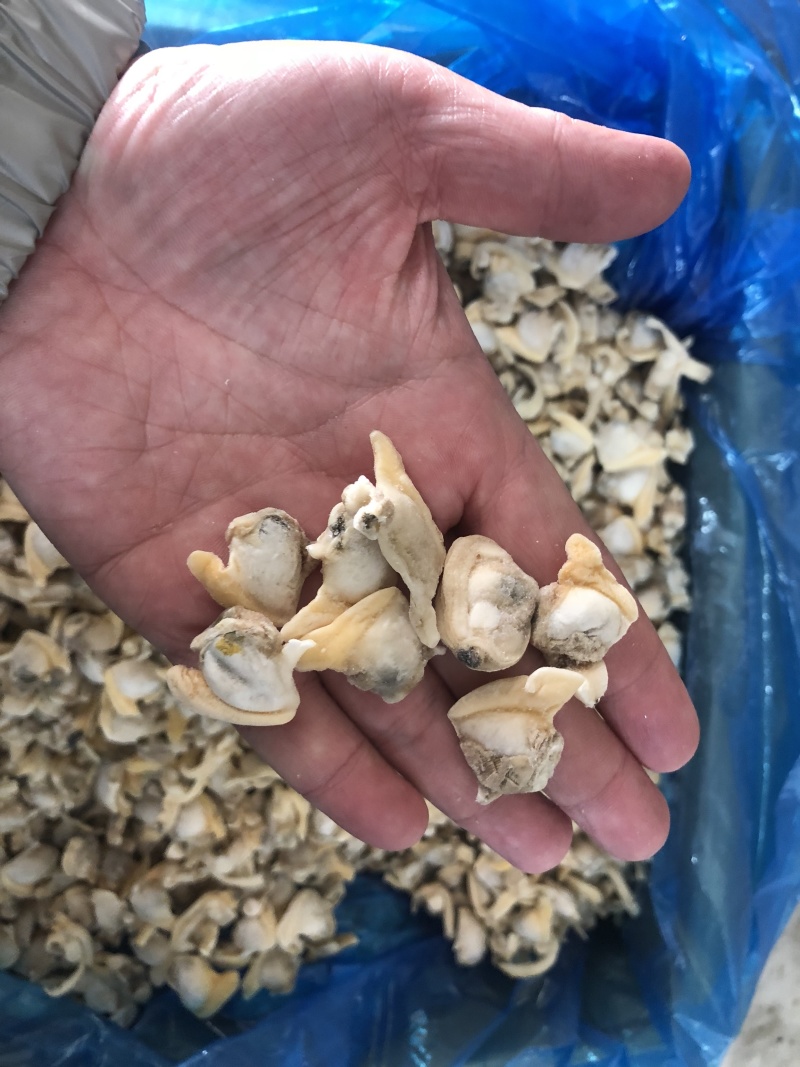 花蛤肉碎肉无沙干冰原汁原味有视频实拍