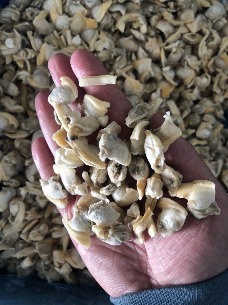花蛤肉碎肉无沙干冰原汁原味有视频实拍