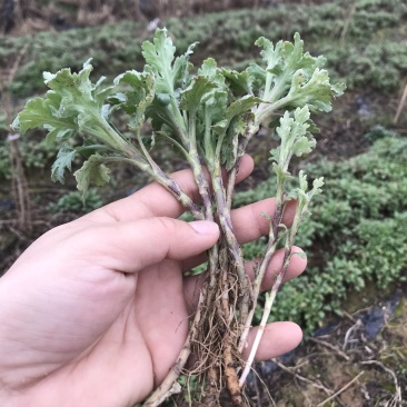 菊花苗金丝皇菊苗婺源菊黄山贡菊精品种苗欢迎选购
