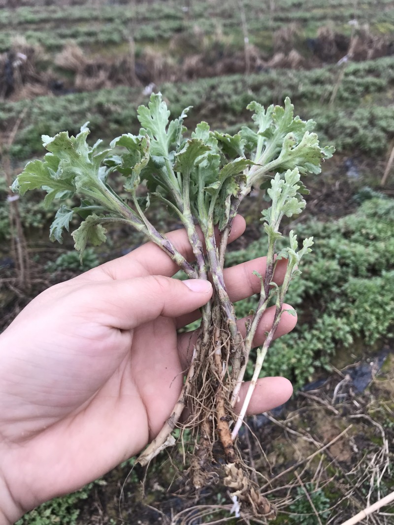 菊花苗金丝皇菊苗婺源菊黄山贡菊精品种苗欢迎选购
