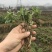 菊花苗金丝皇菊苗婺源菊黄山贡菊精品种苗欢迎选购