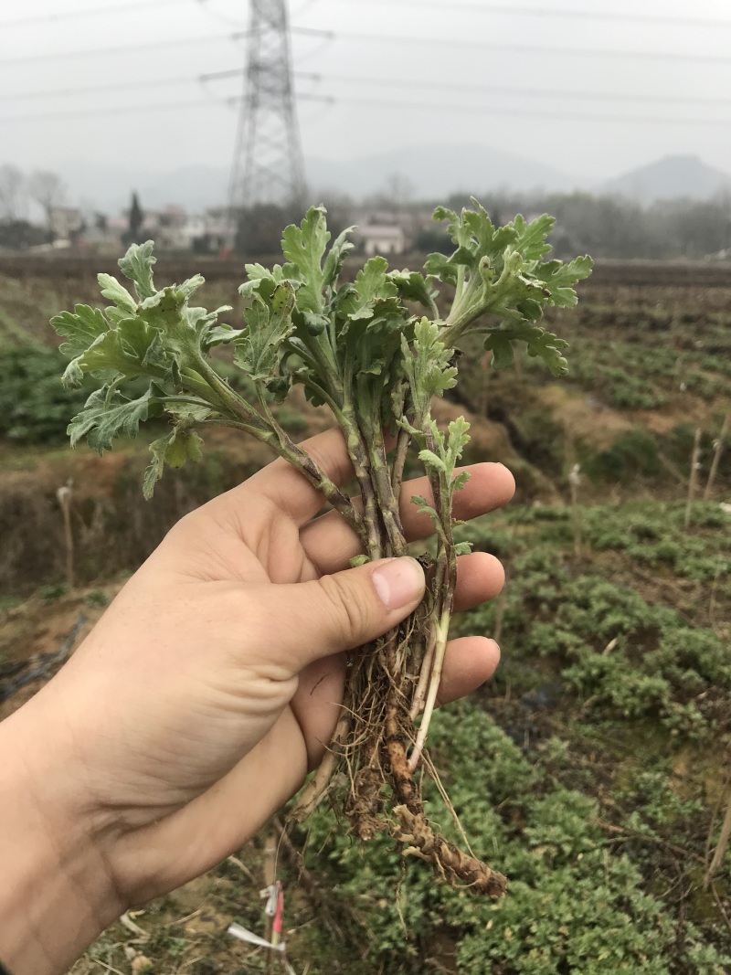 菊花苗金丝皇菊苗婺源菊黄山贡菊精品种苗欢迎选购