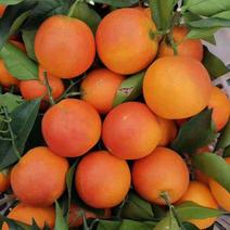 塔罗科血橙，精品血橙,玫瑰香血橙，万亩果园欢迎