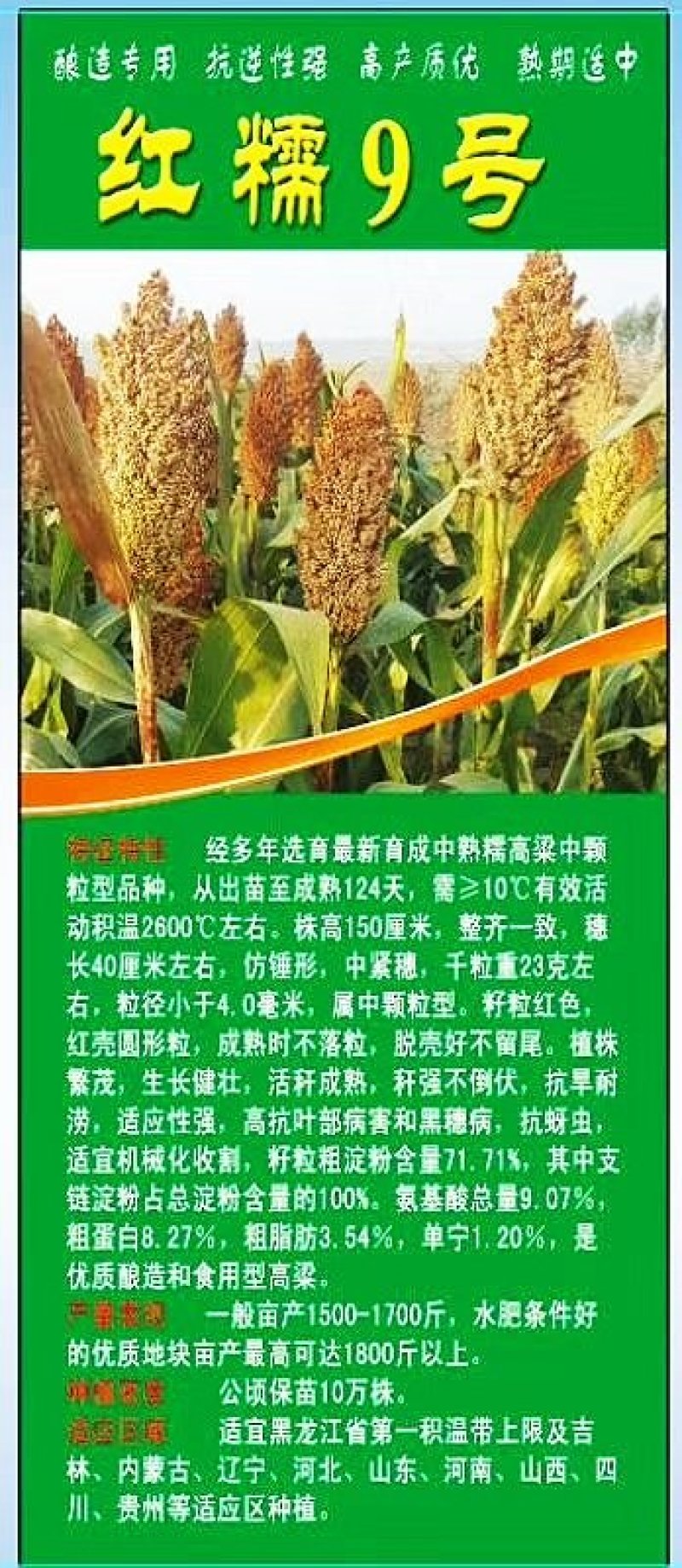 红高粱酿酒专用红糯9号高产高粱种子红高粱新品种