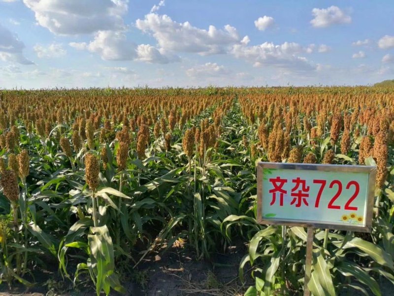 红高粱酿酒专用红糯9号高产高粱种子红高粱新品种