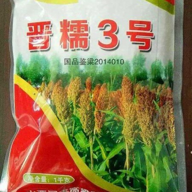 红高粱酿酒专用红糯9号高产高粱种子红高粱新品种
