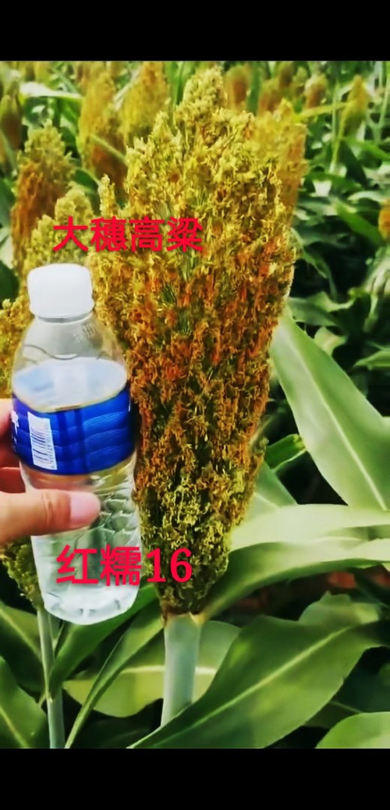 红高粱酿酒专用红糯9号高产高粱种子红高粱新品种