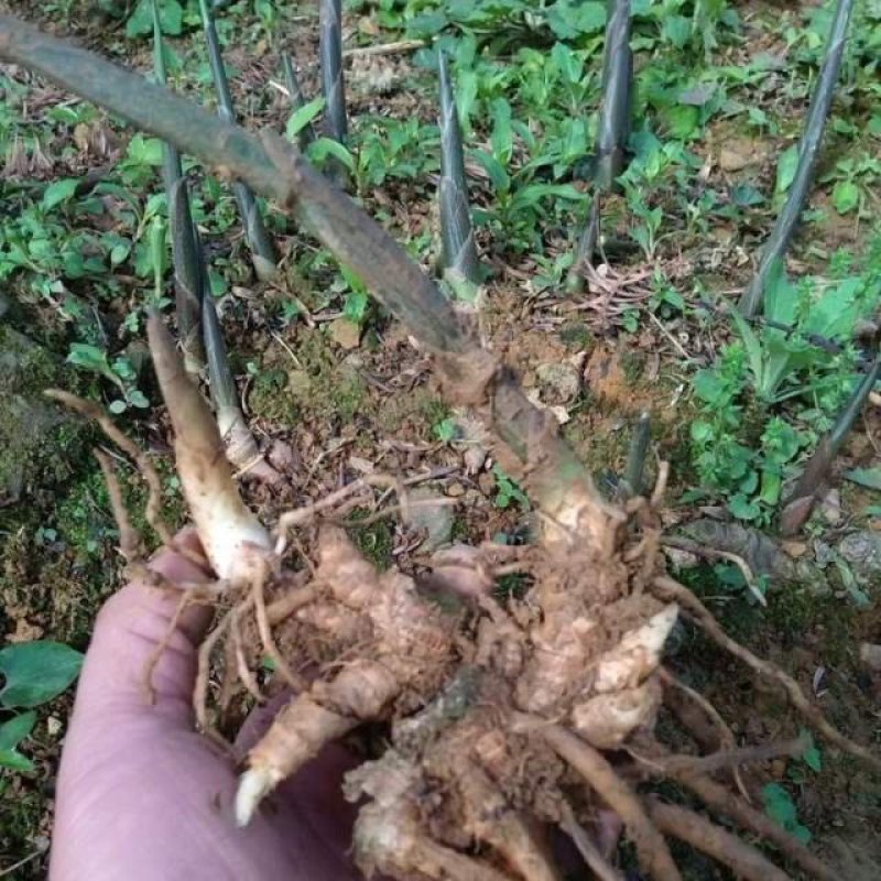 老品种阳荷姜种根洋火姜根苗全国各地都包邮