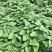 红薯叶种苗苕尖种苗番薯叶种苗番薯叶番薯尖红薯叶
