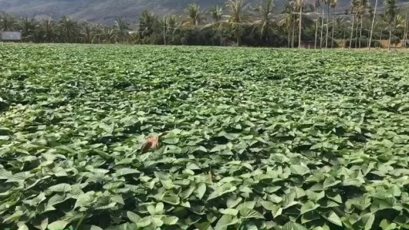 番薯叶种苗苕尖种苗红薯叶种苗番薯叶番薯尖