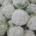菜花，乳白紧花，单个1--3斤现货日供20万斤