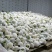 菜花，乳白紧花，单个1--3斤现货日供20万斤