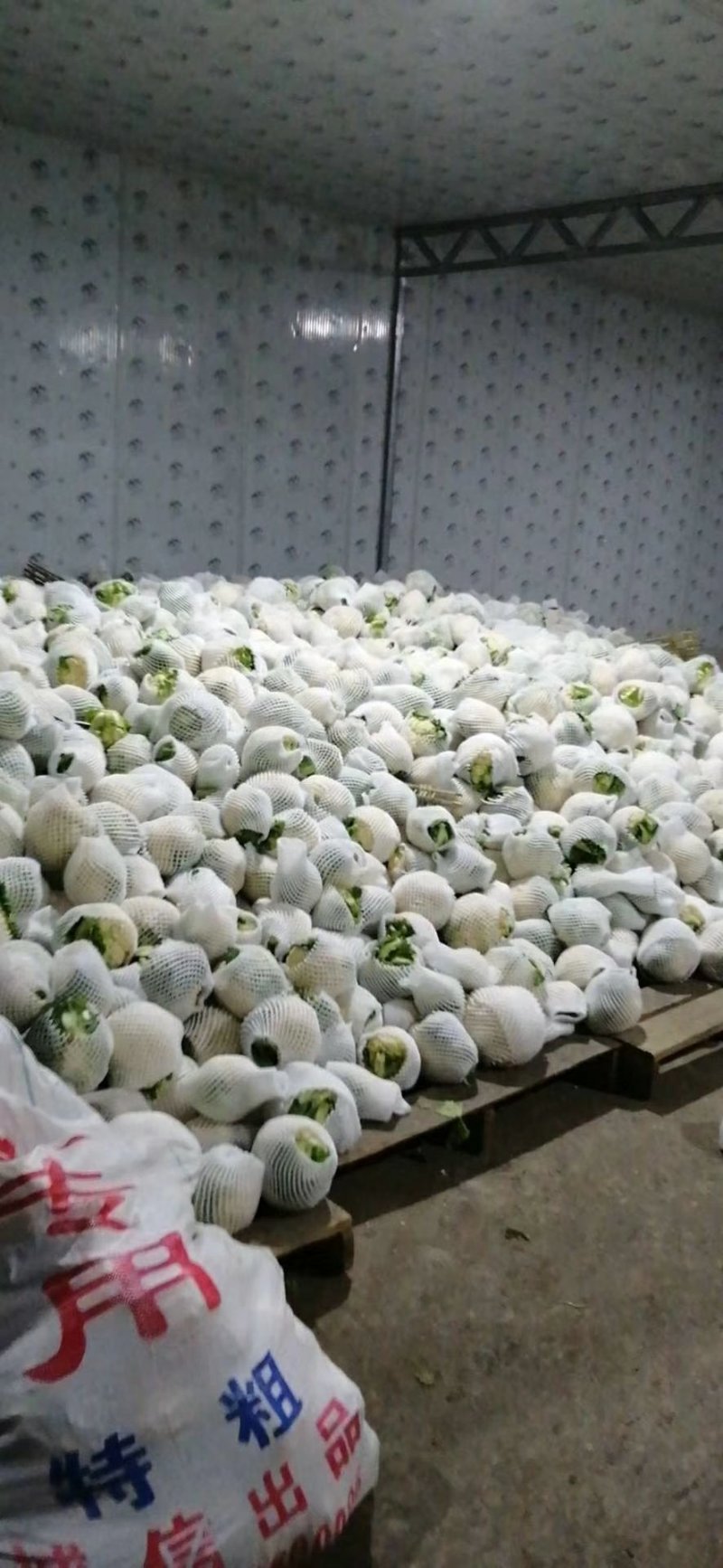 菜花，乳白紧花，单个1--3斤现货日供20万斤