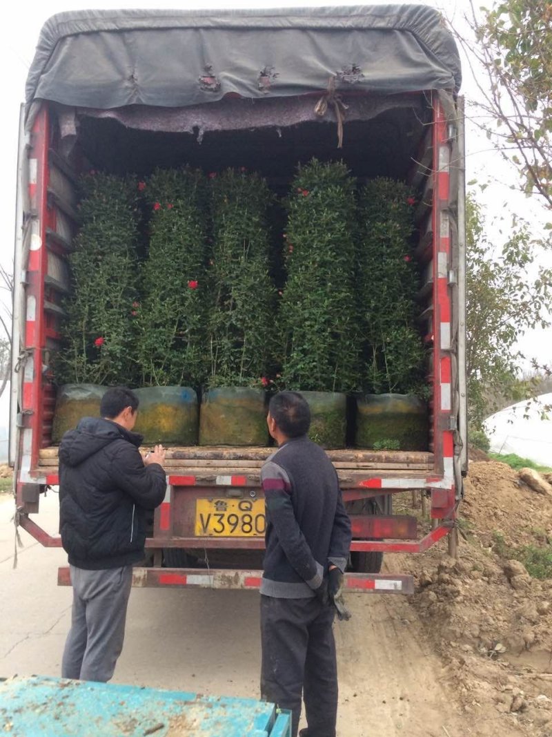 苗圃直销造型月季价格便宜，质量很好
