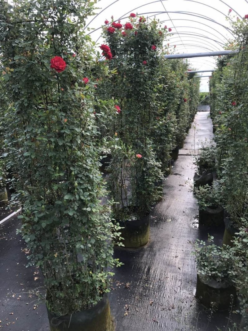 苗圃直销造型月季价格便宜，质量很好