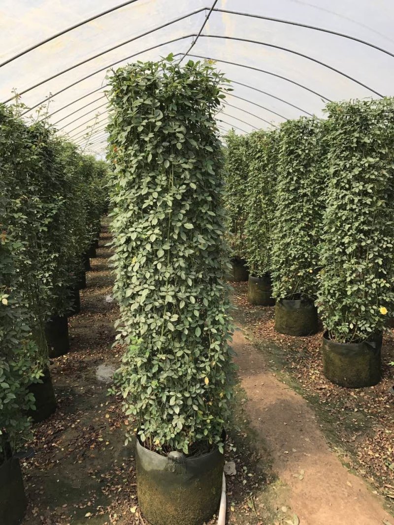 苗圃直销造型月季价格便宜，质量很好