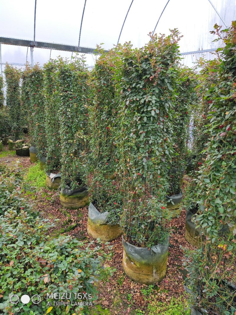 苗圃直销造型月季价格便宜，质量很好