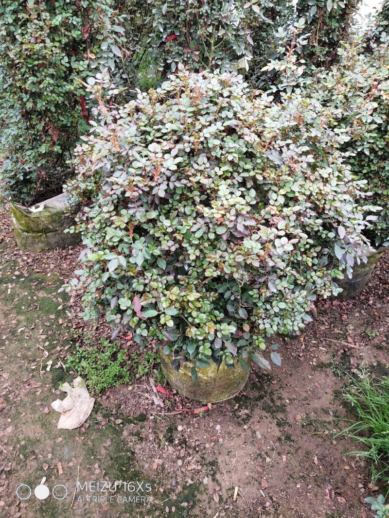 苗圃直销造型月季价格便宜，质量很好