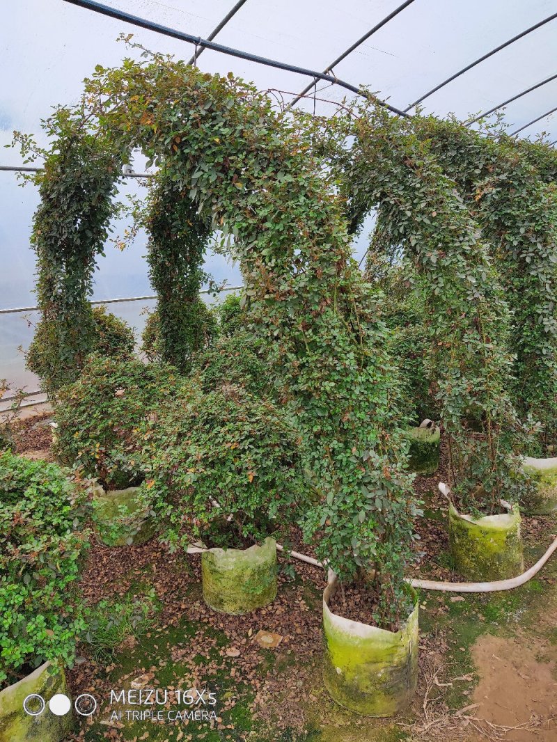 苗圃直销造型月季价格便宜，质量很好
