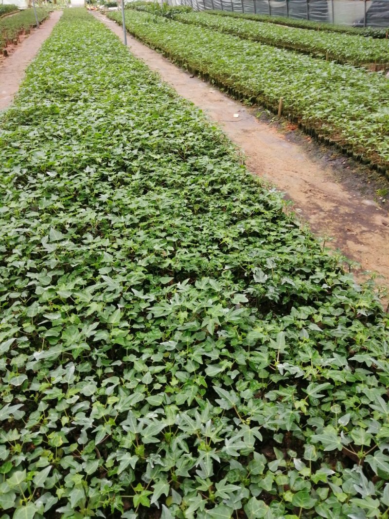 红肉水果木瓜苗当年种植当年结果量大从优欢迎下单选购
