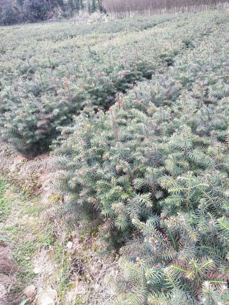 造林杉树苗，一年苗，30-60公分高
