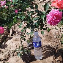 大花月季，玫瑰，裸根营养杯