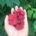 双季树莓苗红树莓苗适合大面积种植品种优良受欢迎