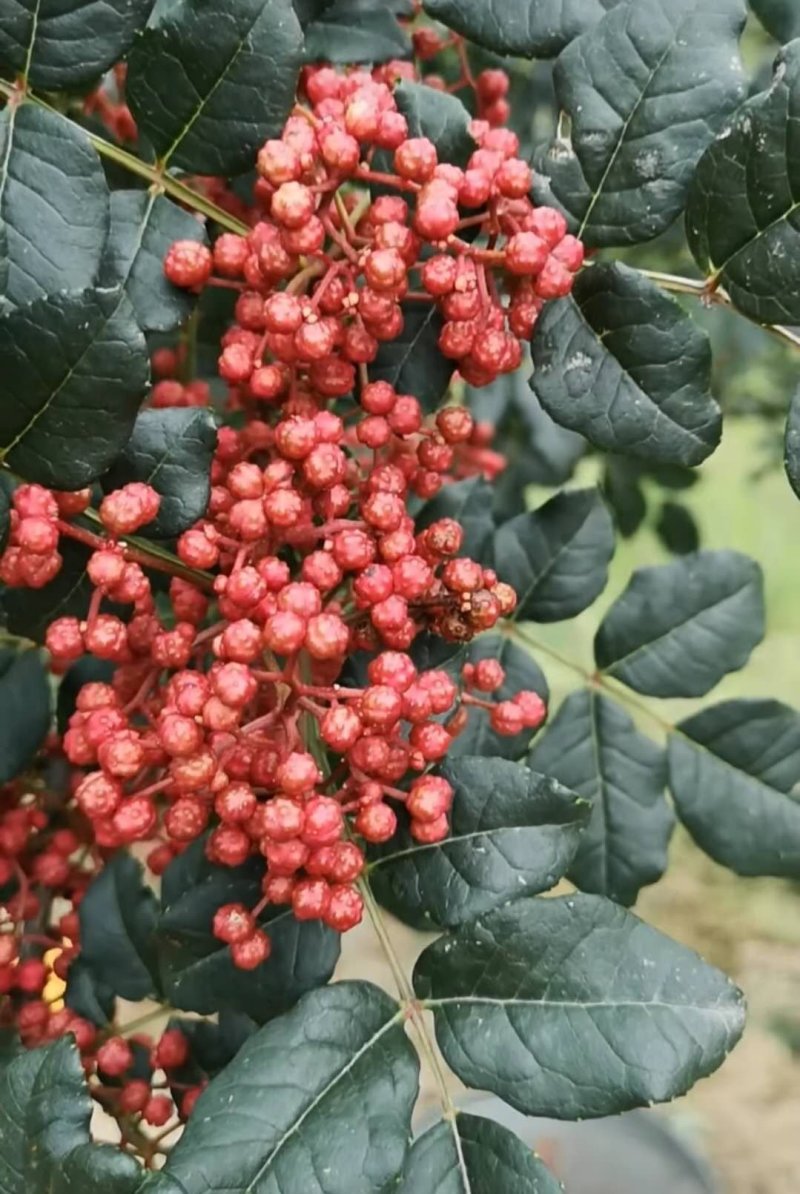 无棘花椒苗嫁接无棘大红袍花椒苗产地直销