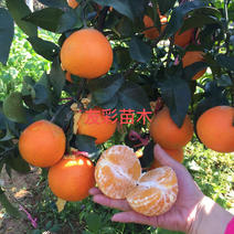1年红美人苗爱媛28种植户自产自销台州黄岩