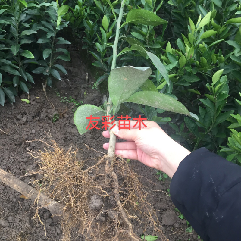1年红美人苗爱媛28种植户自产自销台州黄岩