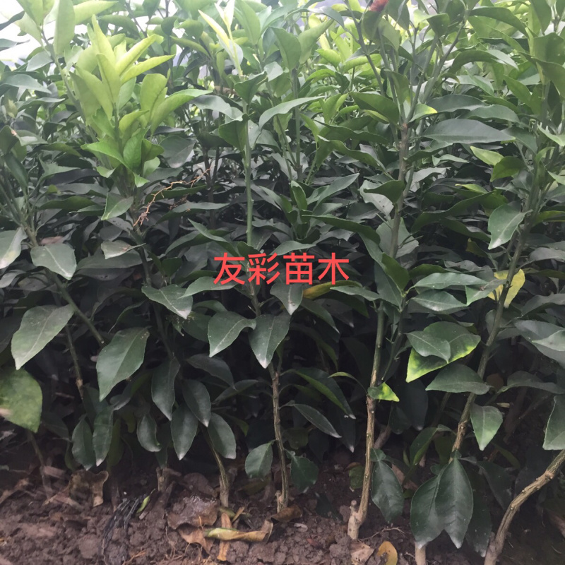 1年红美人苗爱媛28种植户自产自销台州黄岩
