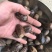 【旭华香料】圆香果长足干无硫油多光滑产地一手货量大包邮