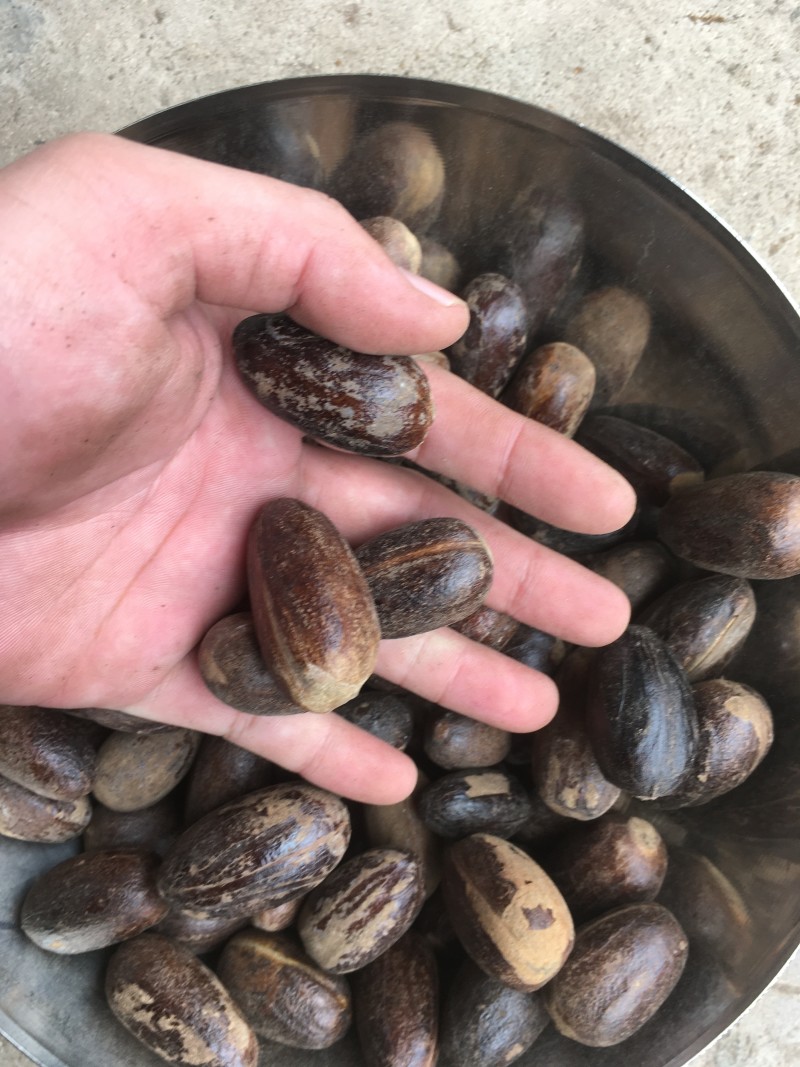 【旭华香料】圆香果长足干无硫油多光滑产地一手货量大包邮